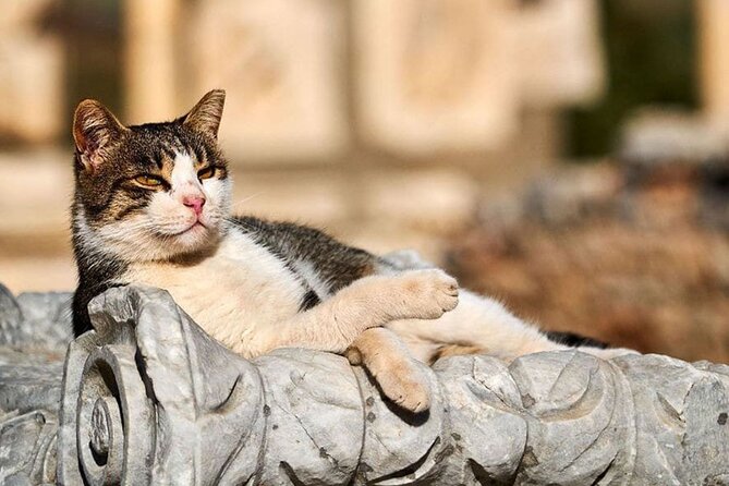 Daily Ephesus and Virgin Mary House Tour with Lunch Included - Reading the Library of Celsus