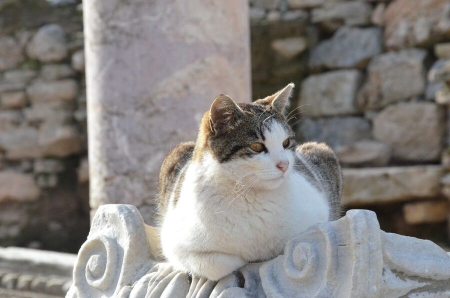 From Kusadasi Port: Ephesus Tour with Skip-the-Line Entry - Curetes Street and the monuments of Ephesus