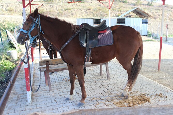 Kusadasi Horse Riding Beach and Forest options with Transfer - Riding Through Pine Trees Toward the Coast