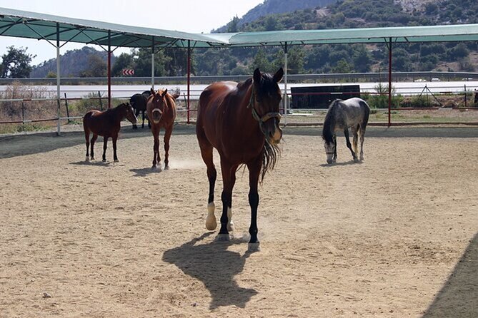 Kusadasi Horse Riding On Beach And Through The River - Who will enjoy this Kusadasi horse ride