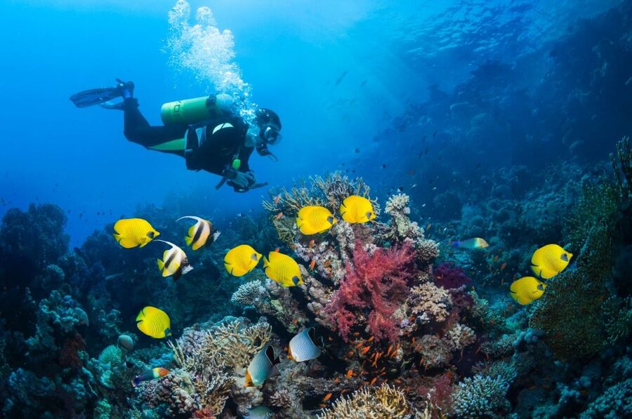 Kusadasi: Scuba Diving for Beginner or Experienced w/ Lunch - The 25-minute underwater session