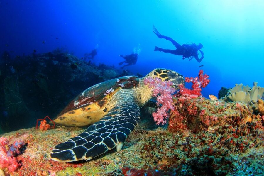 Kusadasi: Scuba Diving for Beginners w/Lunch & Transfer - A gentle first step into scuba off Kusadasi
